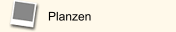 Planzen